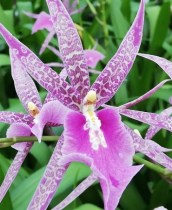 Bratonia Charles M.Fitch 'Izumi' AM/AOS